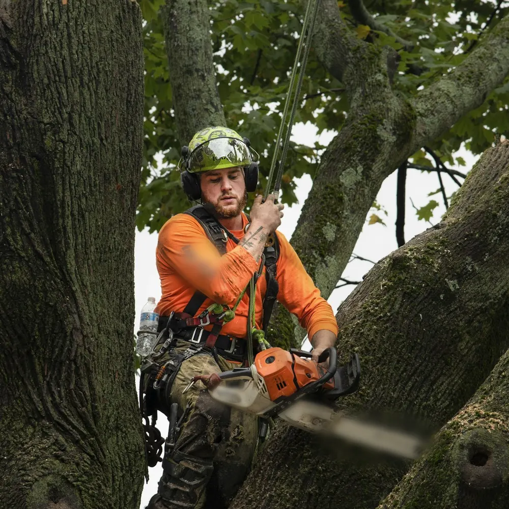 Ein Baumpfleger mit Helm und Gehörschutz, am Seil gesichert, arbeitet in der Astgabel eines alten Baumes