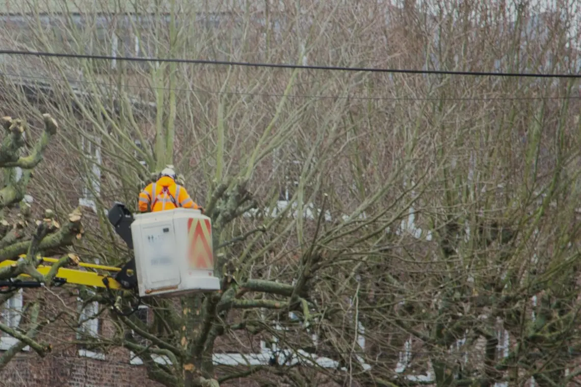 Ein Arbeiter in Warnkleidung schneidet vom Hubsteiger aus einen Straßenbaum neben einer Freileitung