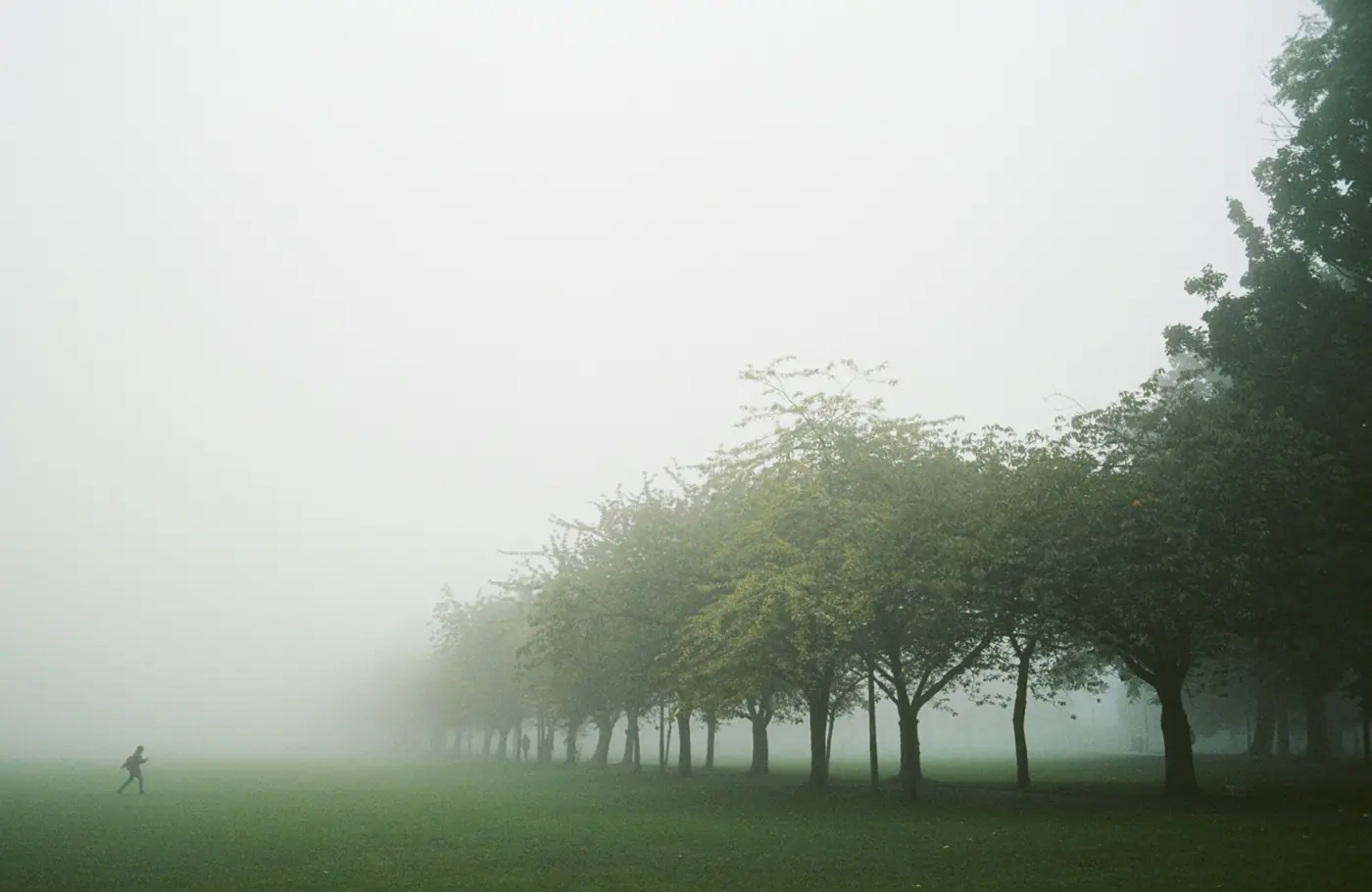 A row of trees in a misty park