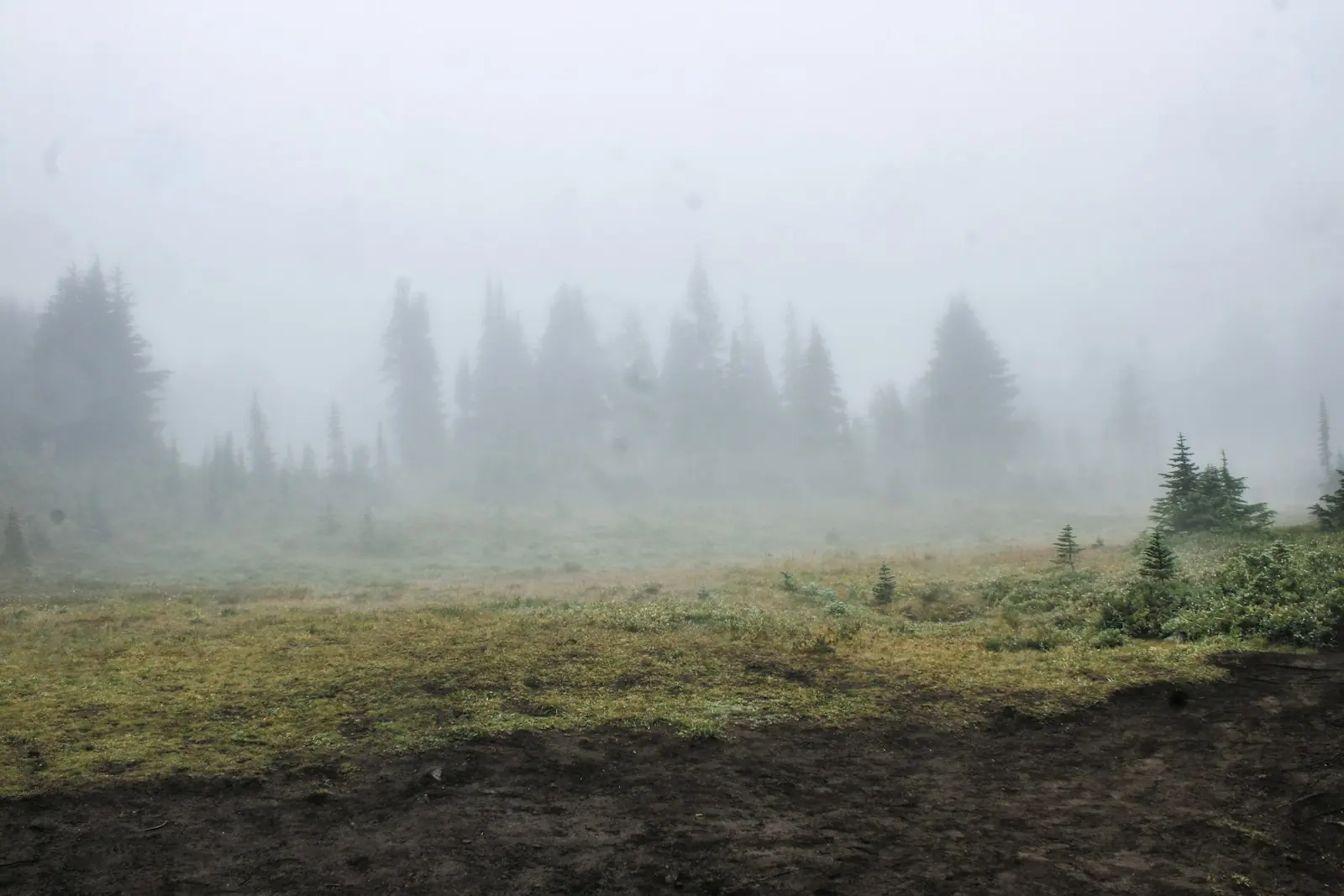 Pine trees and a meadow on a misty morning