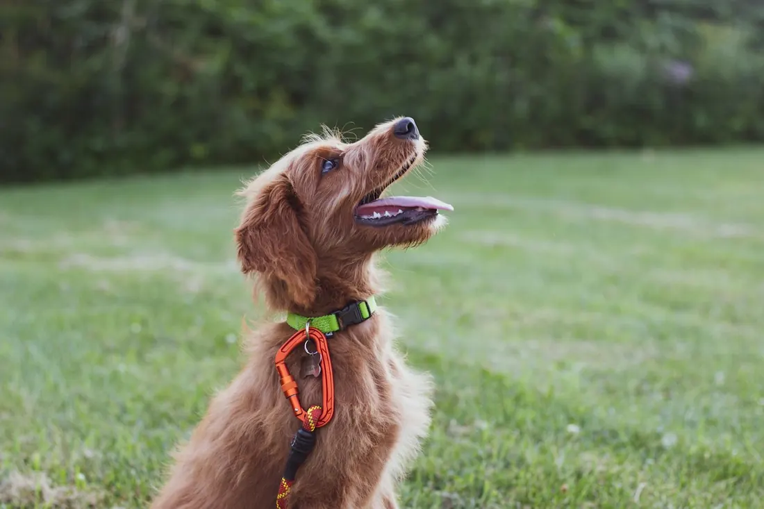 A red haired dog with an orange harness sitting on the grass in the field