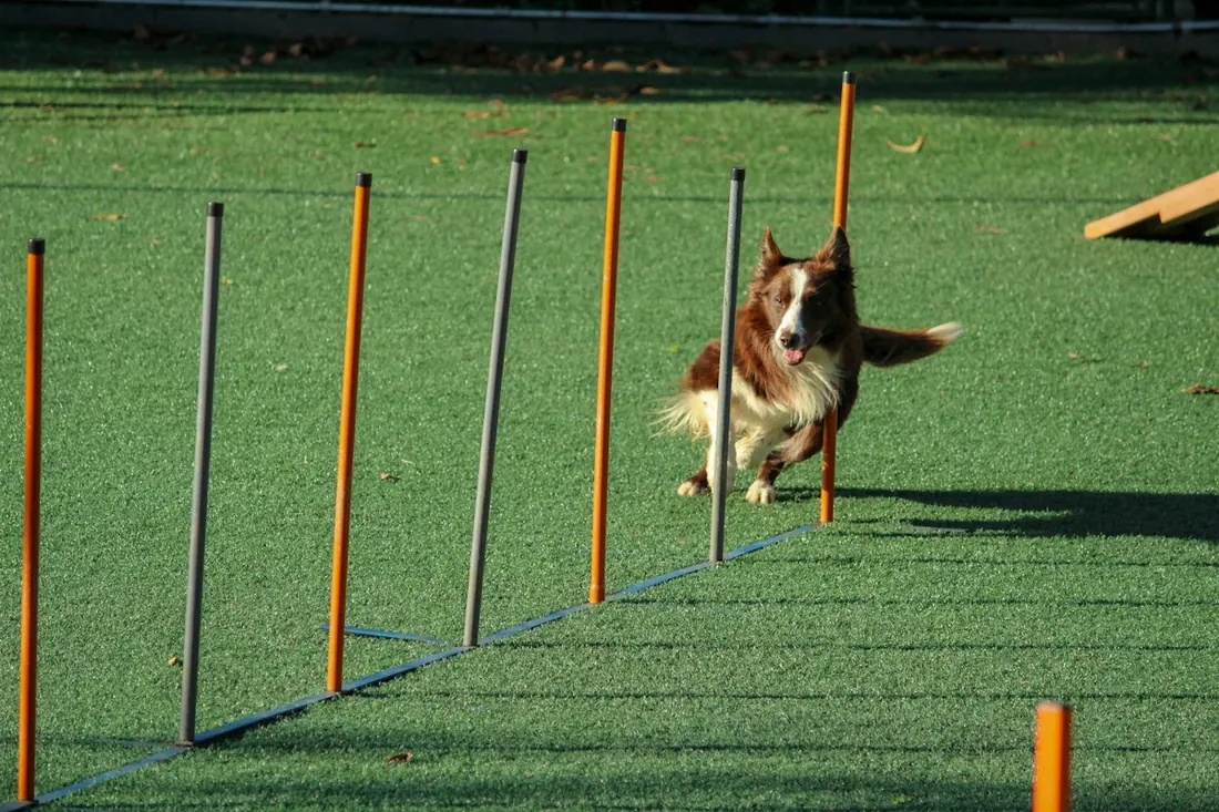A brown and white dog running through weave poles in the training area
