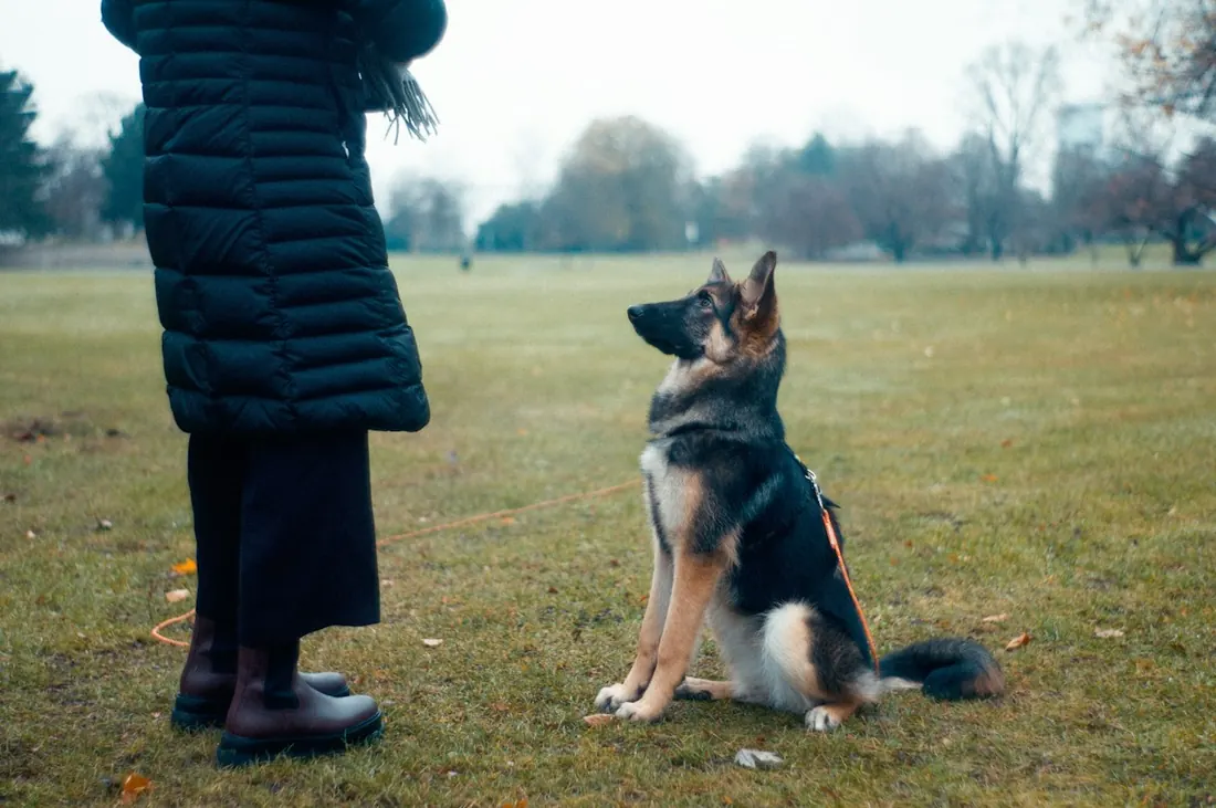 A German Shepherd sitting attentively beside its trainer on a grass field