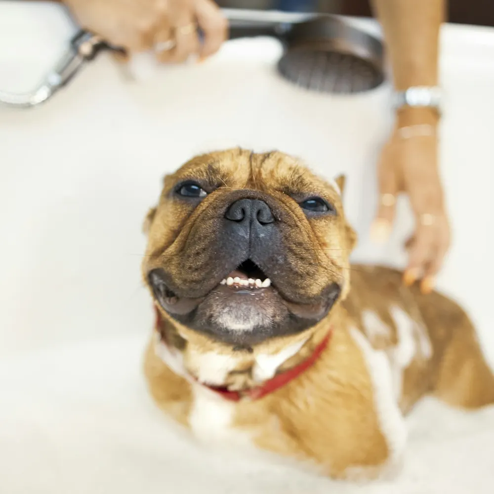 A French bulldog smiling up from a foamy bath while the groomer holds the shower head