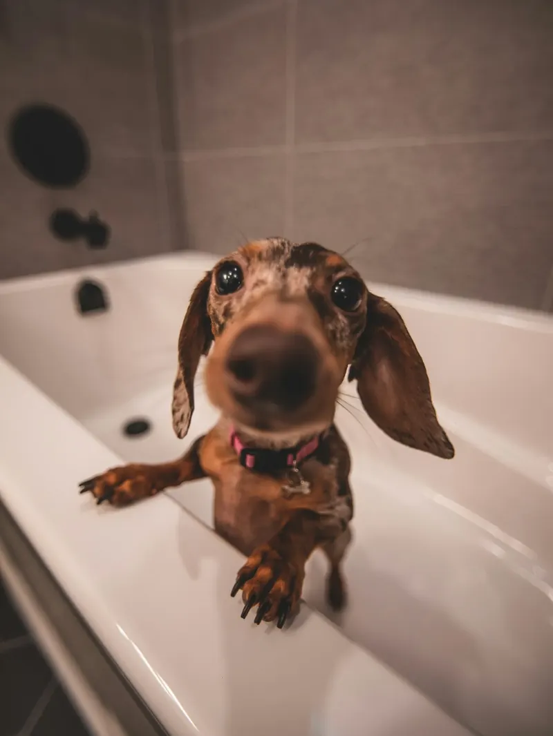 A curious dachshund with front paws on the rim of a white bathtub