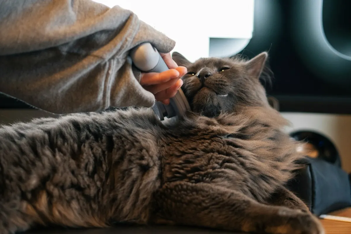 A grey long haired cat stretched out happily, eyes half closed under the brush