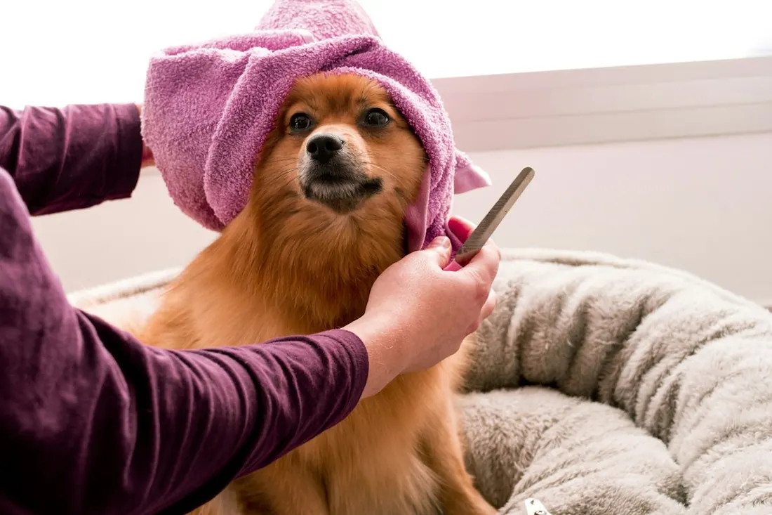 A Pomeranian wrapped in a pink towel being combed by the groomer