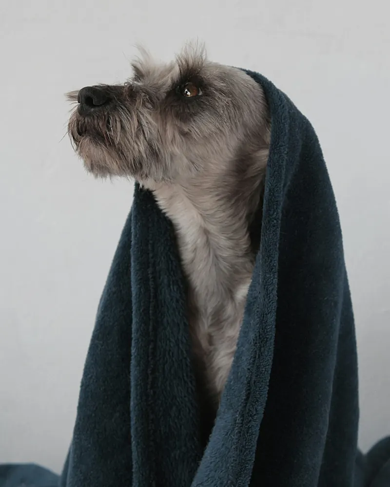 A small long coated dog, freshly towelled, sitting on a blue towel