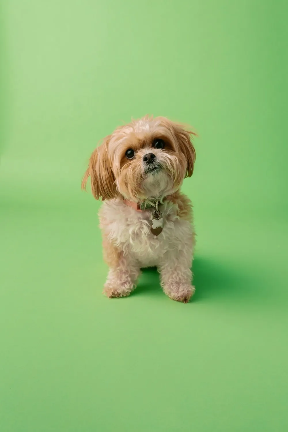 Ein kleiner, flauschiger Hund sitzt vor einem grünen Hintergrund und schaut in die Kamera
