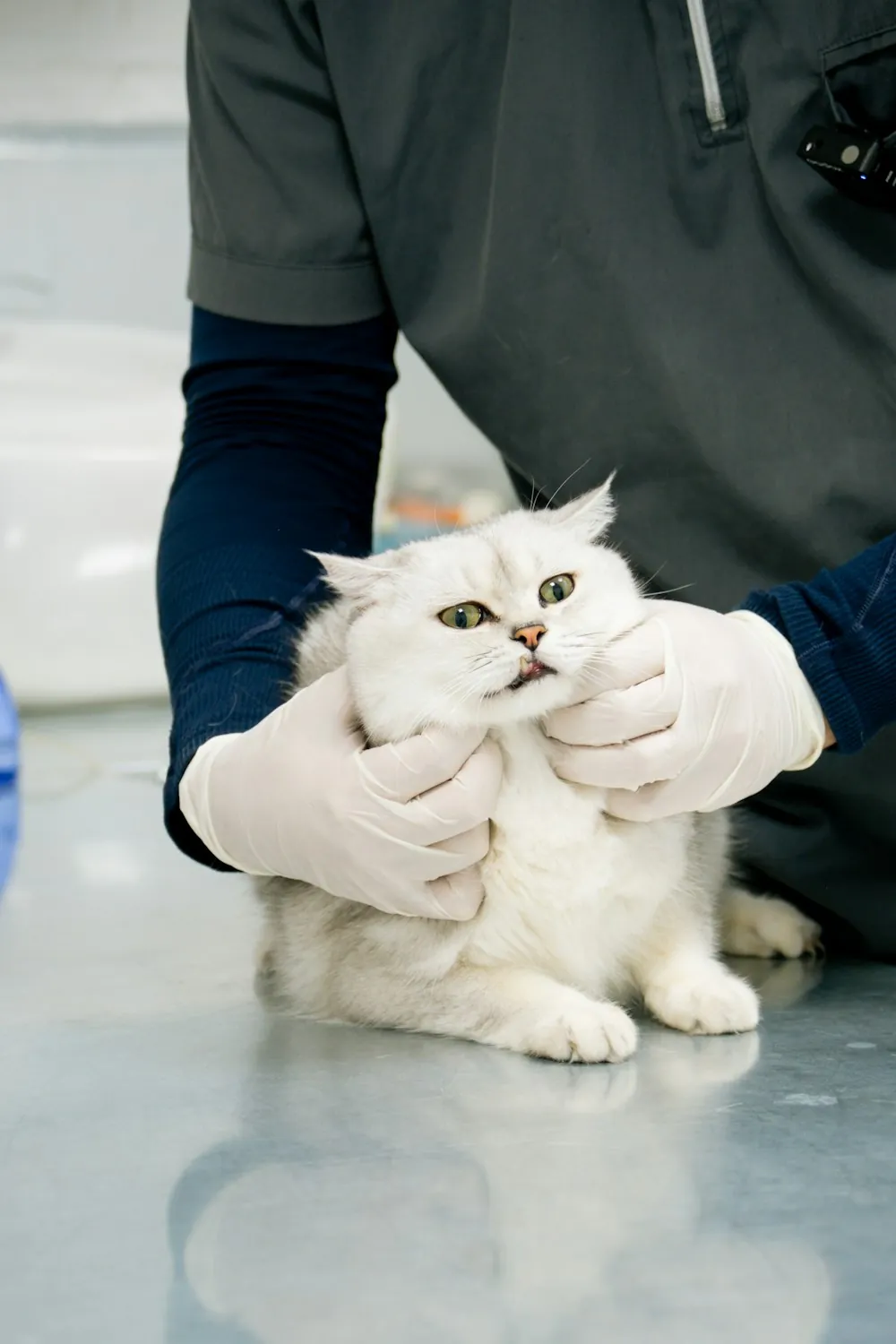 Eine Tierärztin mit Handschuhen hält eine weiße Langhaarkatze behutsam auf dem Behandlungstisch