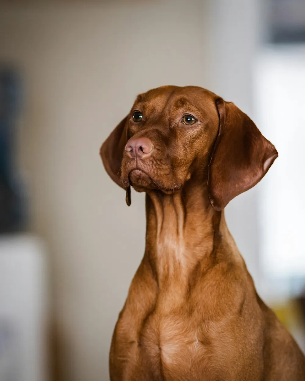 Ein rotbrauner Jagdhund blickt vor einer hellen Wand nach oben