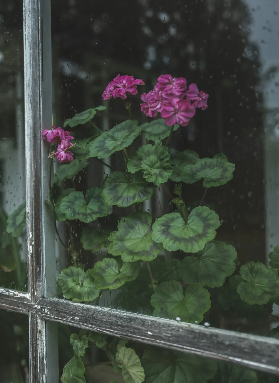 Rosa Geranien hinter einer regennassen Fensterscheibe